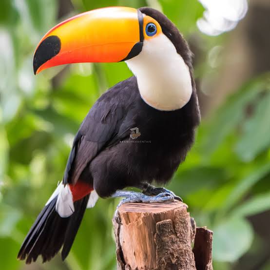 Gráfica Alvorada - 4