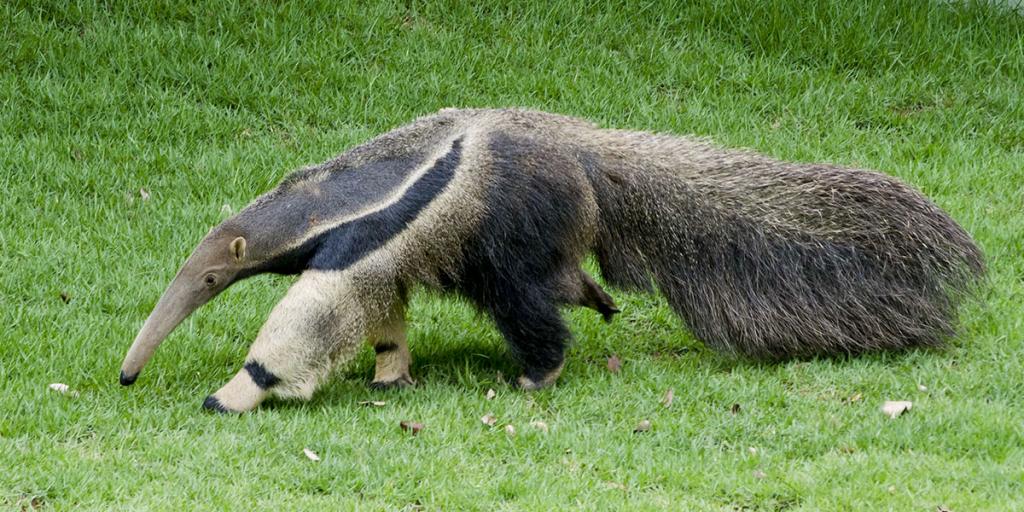 Gráfica Alvorada - 2