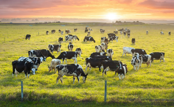 Gráfica Alvorada - 1