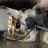Produção de leite bate recorde no Brasil mesmo com menos vacas