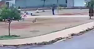 Vídeo flagra sargento da PM matando cachorro com tiro na cabeça em praça de Unaí (MG)